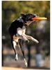 Frisbee Suave TPR Resistente a Mordiscos Meianju - Juguete Flotante Interactivo para Mascotas