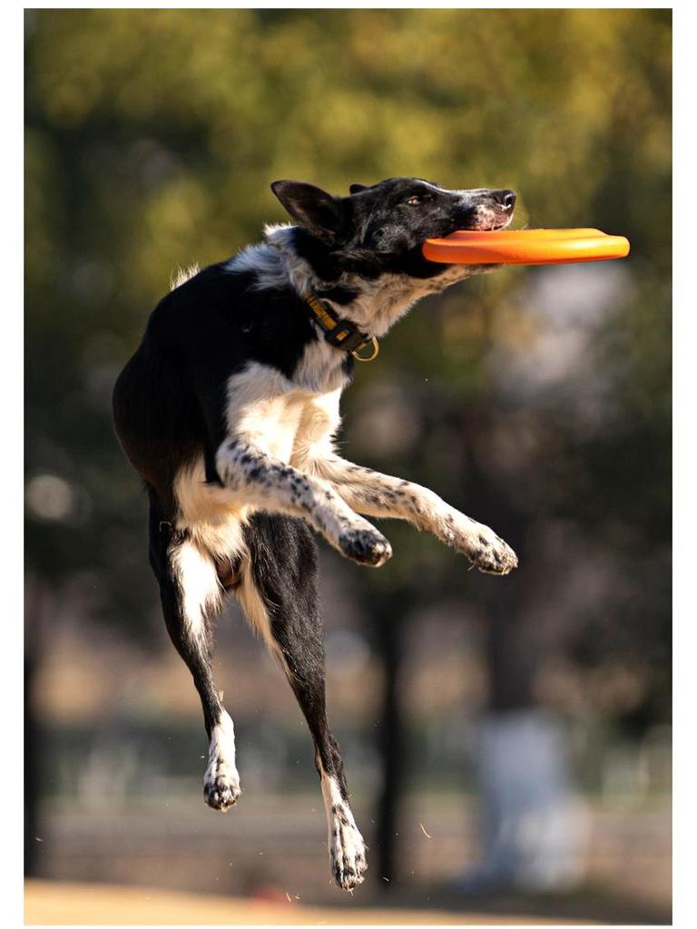Frisbee Suave TPR Resistente a Mordiscos Meianju - Juguete Flotante Interactivo para Mascotas