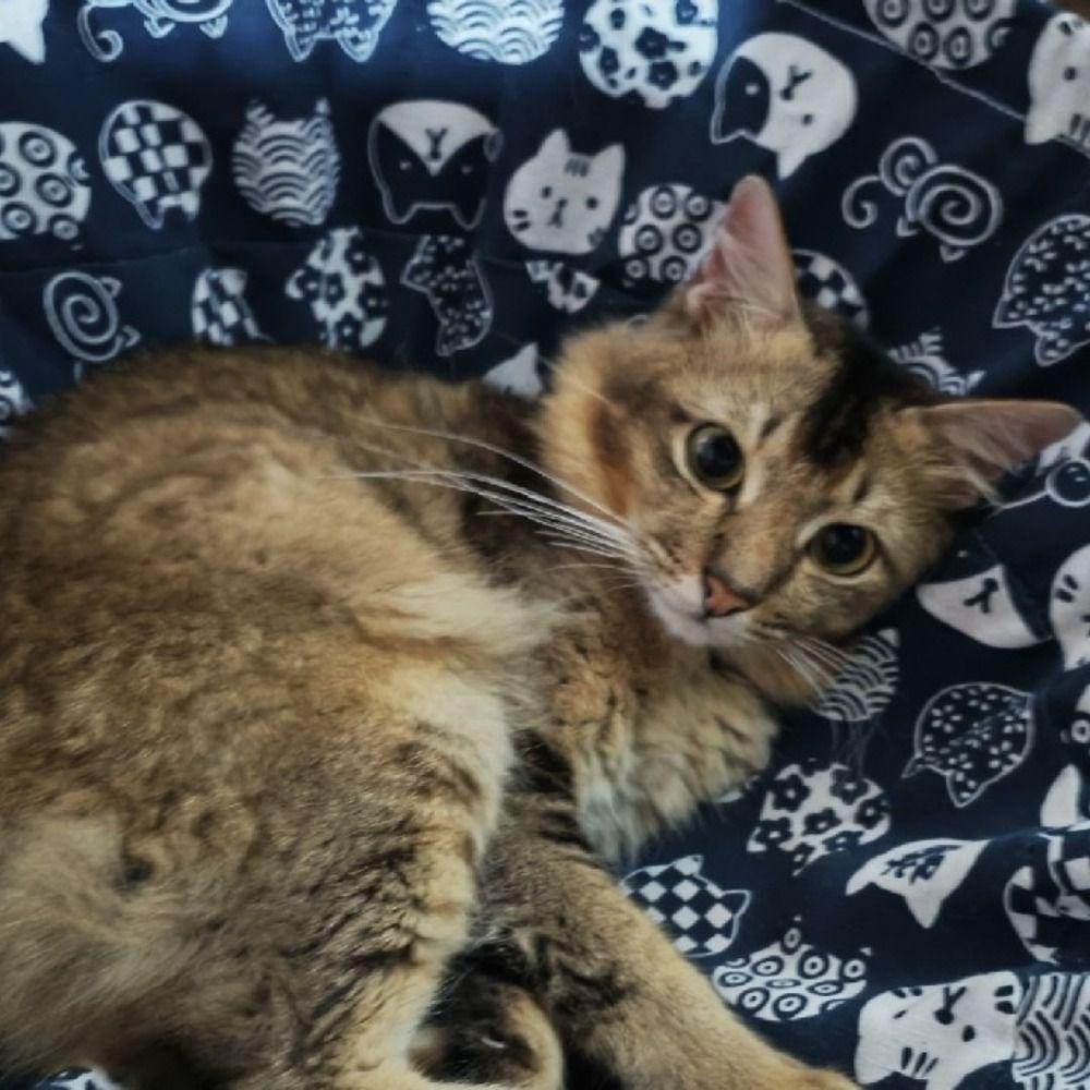 Adjustable Straps All-Season Cat Hammock Chew-Proof Fabric Adjustable Cat Hammock  Pet Products