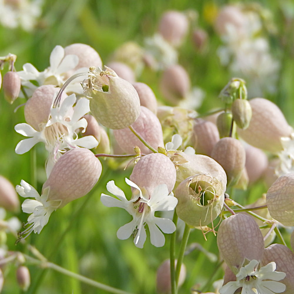 Express-Blumenmischung Łączka 500 g Samen mit schnellem Blütenwachstum, gemischte Farbsorten