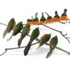 Robin Bird 12 PCS Cute Artificial Feather Christmas Tree Decoration