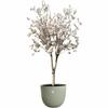 Plant pot Elho