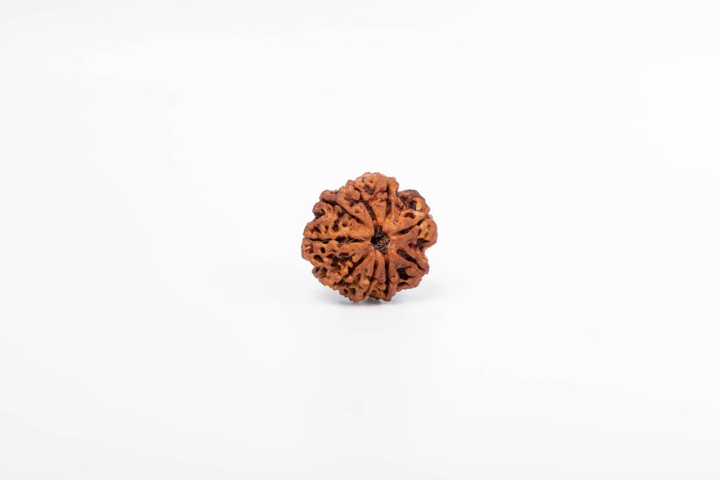 Natural 9 Mukhi Rudraksha Bead – Nepali Origin | Powerful Bead for Durga Blessings, Fear Removal, Vitality & Energy Shield | Organic & Lab Certified