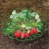 Strawberry Plant Supports with 3 Sturdy Legs Strawberry Growing Racks Protector Frame Holder Cage From Mold Rot Dirt