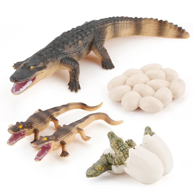 Crocodile Animal Life Cycle Model Pvc Toy For Educational Science Teaching And Display