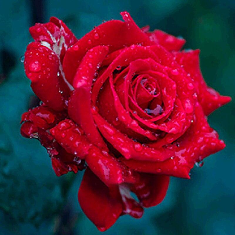 5D DIY Diamond Painting Rose Flower Diamond Embroidery Fresh Flowers Cross Stitch Full Round Drill Manual Home Decor Gift
