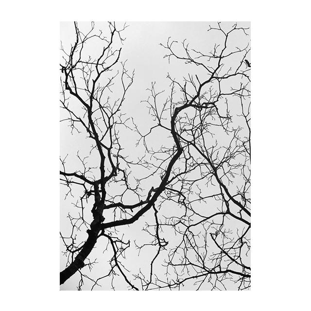

Landscape Black And White Sky Tree Branches Prints Poster Canvas Painting Modern Wall Art Picture Living Room Bedroom Home Decor 21x30cm No Framed