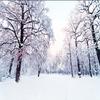 Custom 3D Wallpaper Home Decor Snow Scenery Forest Large Mural Art Wall Painting Living Room Bedroom Background Photo Wall Paper