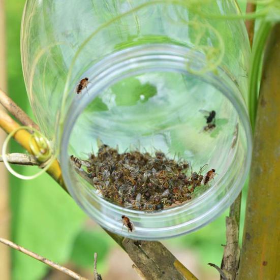 Fruit Fly Trap for Garden Hanging Melon Fly Catcher Outdoor Fly Trap Capture Fruit Flies from Trees Melons for Home Orchard