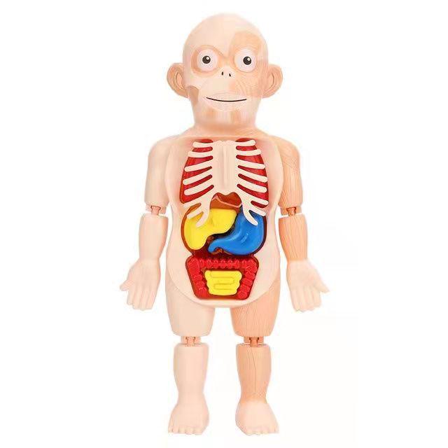 Kids' DIY Human Organ Model Educational Toy for Science Learning