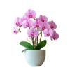 Rustproof Garden Climbing Frame Leaf Shaped Design Flowers Trellis Plant Trellis  Indoor Outdoor