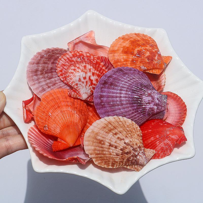 Handmade Natural Seashell Conch & Starfish Frame for DIY Fish Tank or Landscaping
