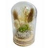 Q-FLA Dried Flower Dome Arrangement, White, Perfect for Gifts and Celebrations, 813566