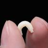 50Pcs 1.6cm Beige/Luminous Fishing Lures Maggot Grub Soft Fishing Lure Bionics Smell Worms Glow Shrimps Fishing Bait Accessories