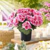 Touch Fake Flowers Artificial Geranium Flowers 13 Potted Bush Uv Resistant Faux Silk Plants for Outdoor Garden Patio Decor