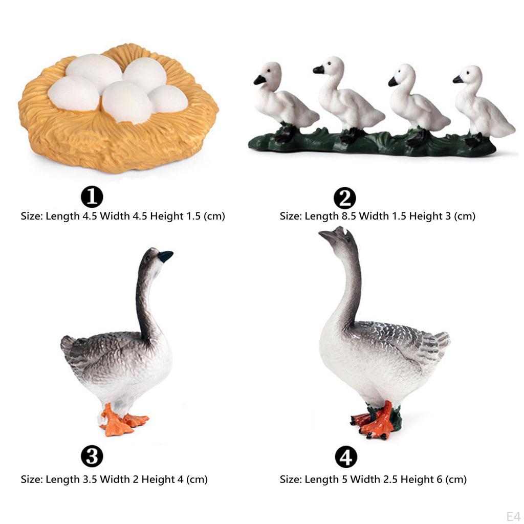 Educational Goose Life Cycle Discovery Kit for Young Explorers