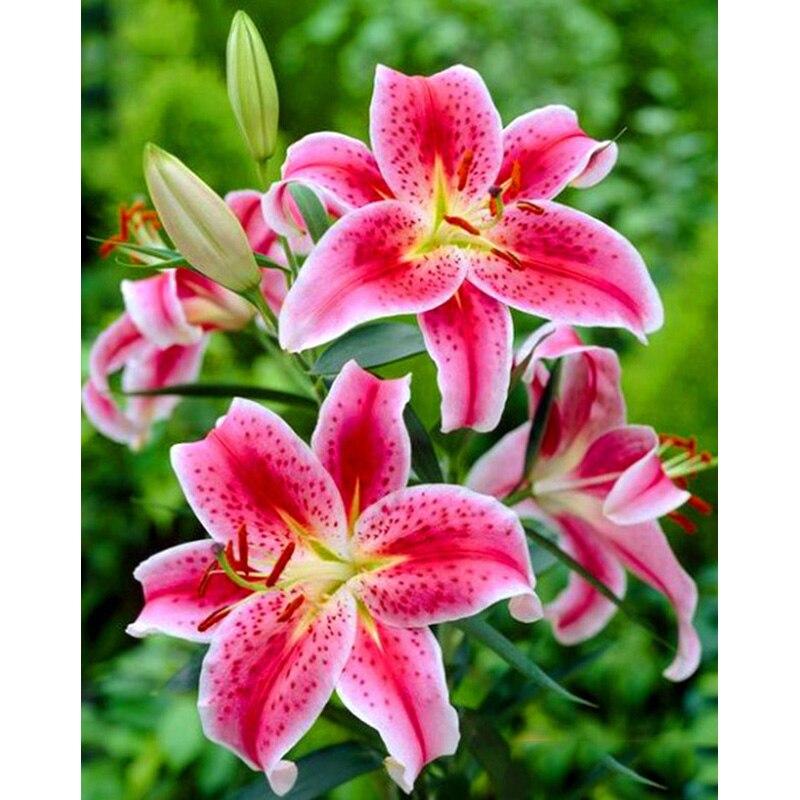 New 5D DIY Animal Diamond Painting Flower Diamond Embroidery Scenery Cross Stitch Crafts Full Round Drill Home Decor Gift