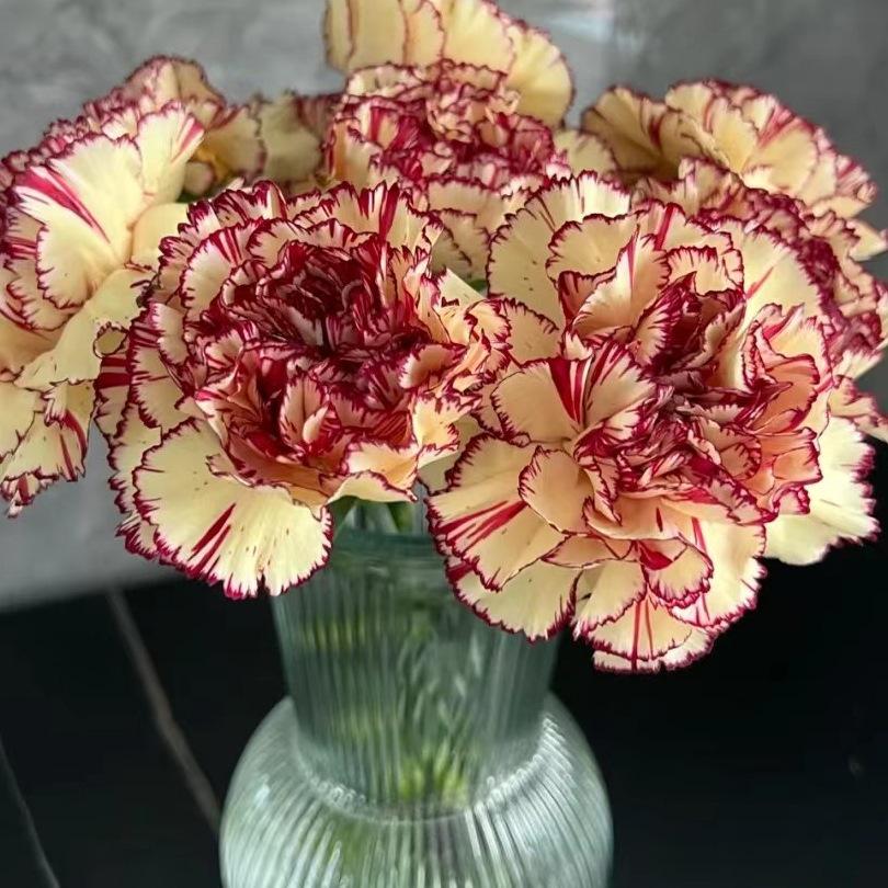 Carnation Fresh Cut Flowers for Teacher's Day, Women's Day, Family Arrangements, and Goddess Day Gifts.