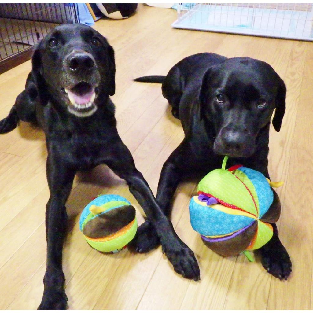 PLATZ PET SUPPLIES FUN Dog Toy Circus Ball M Size &