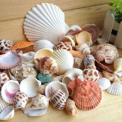 1bag Mixed Sea Beach Shells Crafts Seashells Aquarium Decor Photo Props Shell Coquillage Home Decoration Accessories