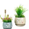 Kalanchoe Desert Mountain Rose Ceramic Succulent Pot with Tray & Silk Flower