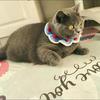 Knitted Christmas Snood & Scarf for Pets: Cat & Small Dog Collar Accessories, Crochet Photo Props
