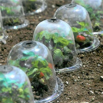 Plant Bell Cover Dome Anti-vries Transparante Beschermhoes Mini Kas Buiten Tuinplant