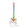 Human Spine & Pelvis Skeleton Model - 85CM for Neurology, Orthopedic, and Tuina Practice