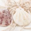 Ornaments Sea Shell Starfish Shell Nets Home Wall Decor Mediterranean Style Decorative Fishing Net