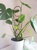 Black Metal Support for Climbing Plants Portale 60cm - Modern Ladder for Flowers and Pots, Support Frame for Monstera and Hoje