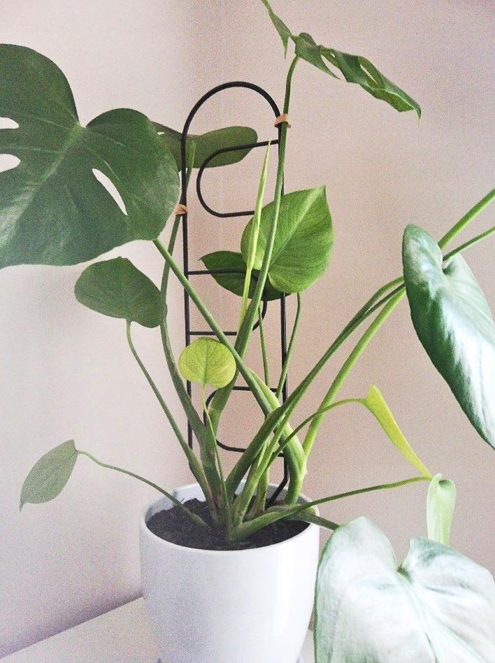 Black Metal Support for Climbing Plants Portale 60cm - Modern Ladder for Flowers and Pots, Support Frame for Monstera and Hoje