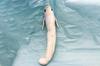 Take Off Silver Arowana Realistic Cute Fish Series