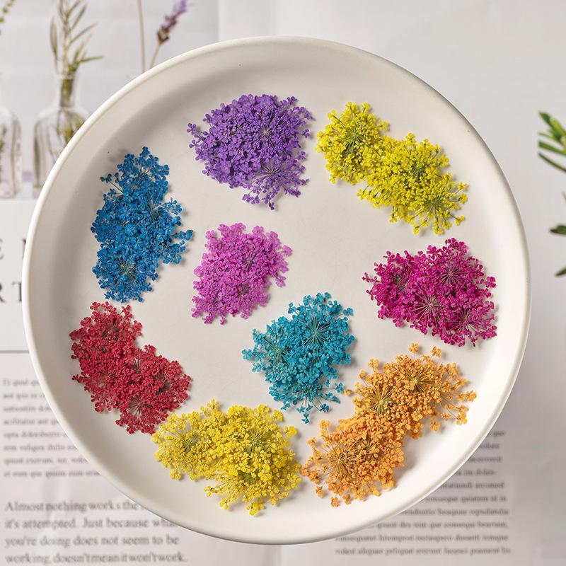 Snow Pearl Pressed Dried Flowers: Real Flowers for DIY and Teaching