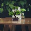 Artificial Bonsai Simulation Green Plants for Home Decoration Faux Potted Plants for Office and Garden No Maintenance Required