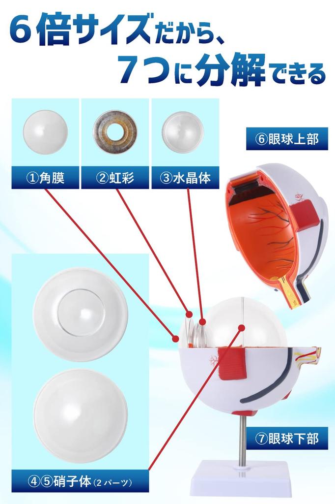 KIYOMARU 6x Large Eyeball Model that Opens and Disassembles, Human Anatomy Model, 3D Model