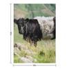 Belted Galloway Cow Throw Blanket Fashion Sofas Soft Big Extra Large Throw Decorative Blankets