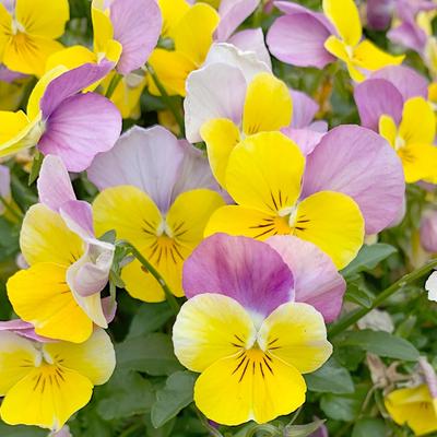 Violet with Hanging Shoots Seeds 0.2g -