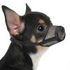 Soft Mesh Muzzle for Small Dogs - Breathable Dog Mask for Chihuahua