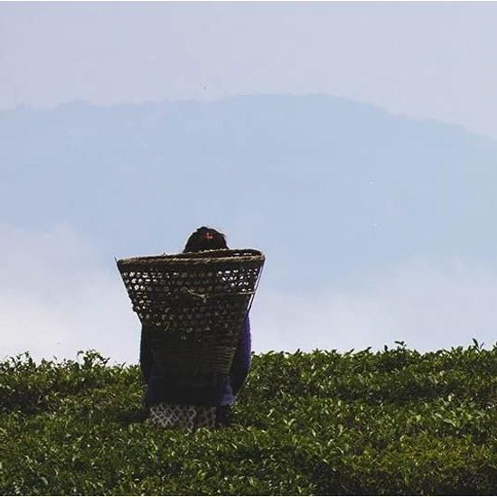 JEAU CHAU Diamond Himalaya Organic Black Tea Leaves 50g Highest Grade SFTGFOP Cultivation Additive-Free Pesticide-Free JAS Certification Obtained