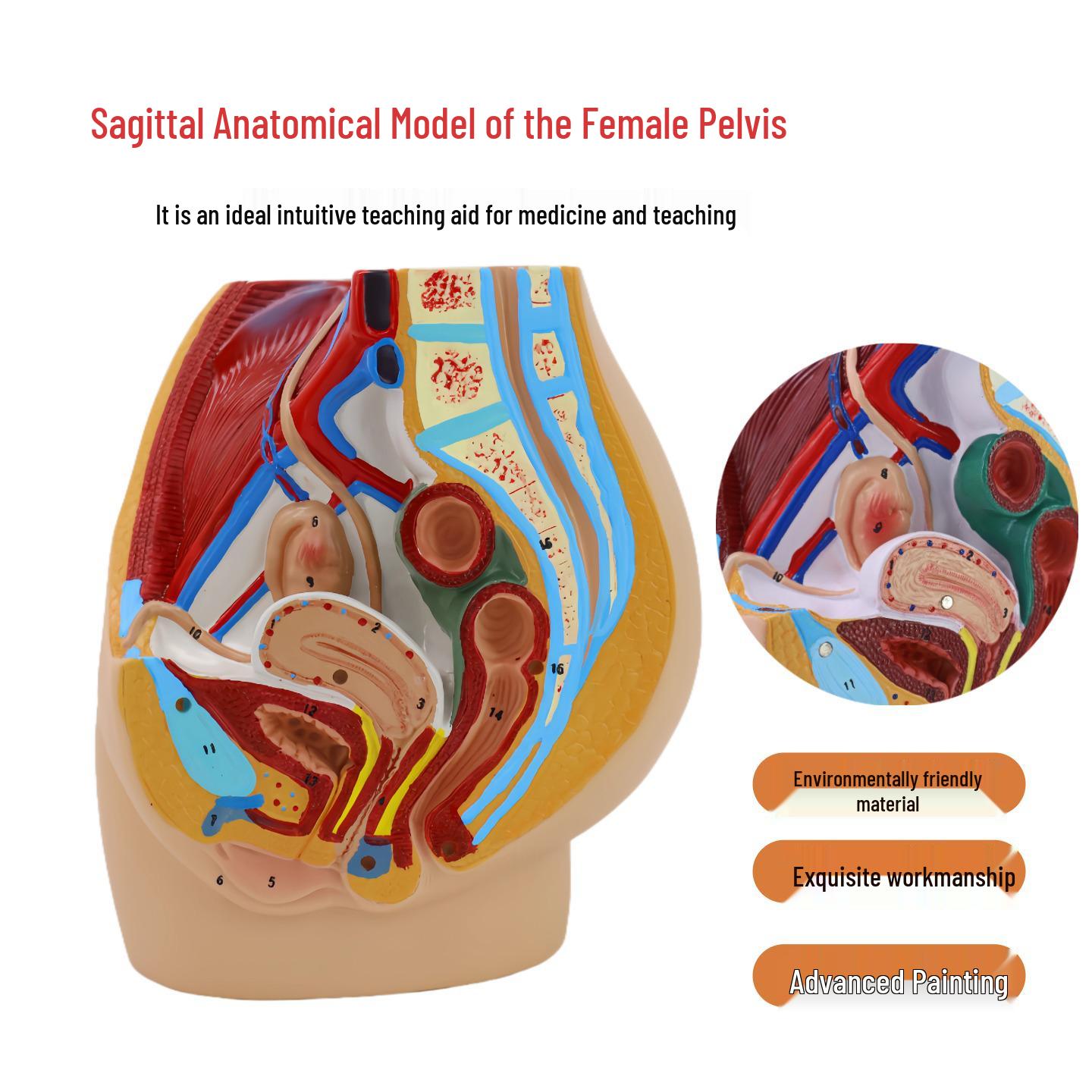 Female Pelvis Model with Urogenital System Midsagittal Section for Teaching Anatomy 30*20*28 CM