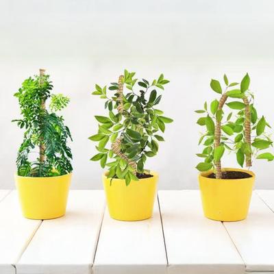 Yosun Direği Kiti Dikey Monstera Bitki Desteği Hindistan Cevizi Lifi Destek Direği İç Mekan Tırmanıcı Bitkiler İçin Bükülebilir Bitki Kazıkları Ev Bahçeciliği