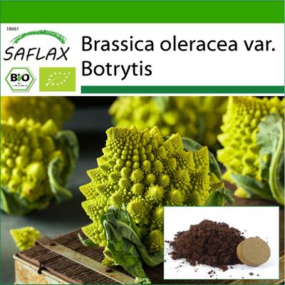 Biologisch - Blumenkohl - Romanesco - 50 Samen - Mit Blumenerde für eine bessere Kultivierung - Brassica oleracea