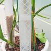 Palo de Trepa para Plantas en Forma de D Caudal Ajustable Poste Columna de Musgo Flores en Maceta