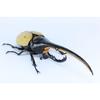 Free Research Series No.26 Living Creatures Edition Hercules Beetle Plastic Model
