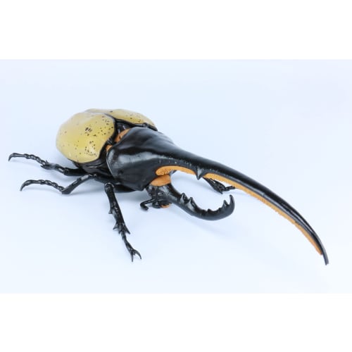 Free Research Series No.26 Living Creatures Edition Hercules Beetle Plastic Model