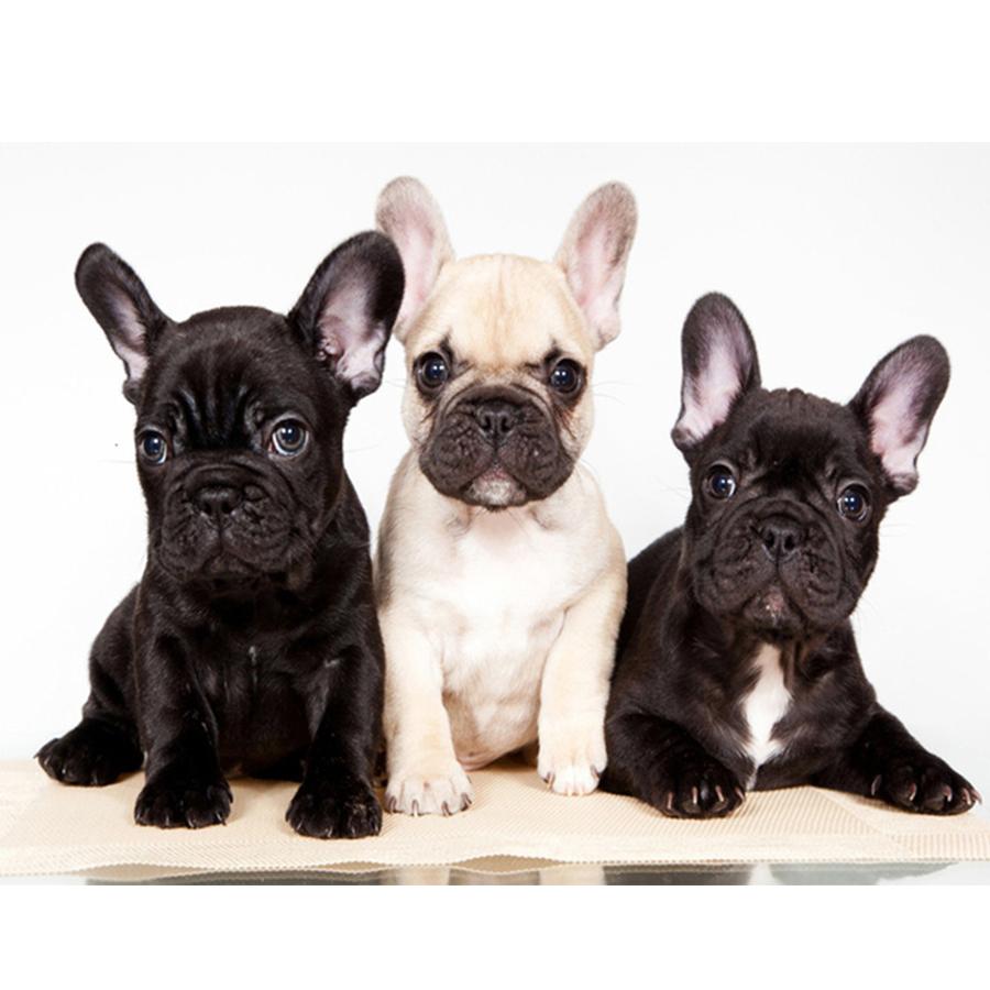 5D DIY Diamond Painting Kit Cute Dog Pictures of Rhinestones Diamond Embroidery Paul Mosaic Animal Home Decor