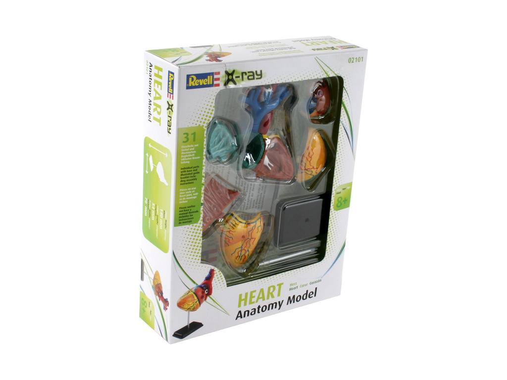 German Level Anatomical Model Heart Anatomy 02101 Plastic Model 1/2