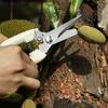 Pruning Shears Gardening Shears Garden Elbow Straight Head Garden Picking Fruit Shears Spring Hand Tool