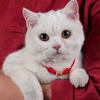 Handmade Red Rope Pet Necklace: Attract Wealth & Fortune for Cats & Dogs
