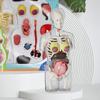 Transparent Pregnancy Model 4D Vision Human Anatomy Torso Model Medical Collectible Figure with Fully Detachable Organs for Students Professionals